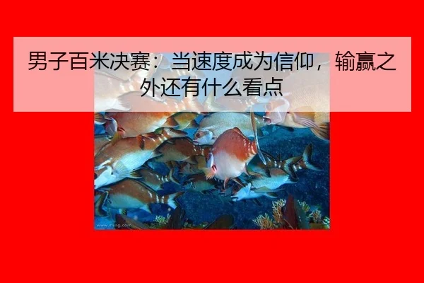 男子百米决赛：当速度成为信仰，输赢之外还有什么看点